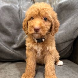 Crème collar girl - Apricot female Goldendoodle puppy in Ridgewood, New Jersey from Jessie’s Doodles