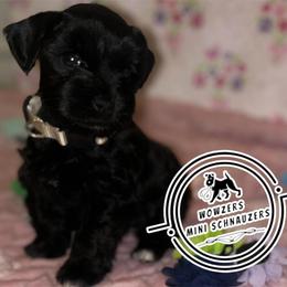 White Collar - Black female Miniature Schnauzer puppy in Conroe, Texas from Wowzers Mini Schnauzers