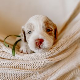 Goldendoodle Puppies from Okie Doodle Grove