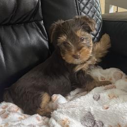 Rolly AKC - Chocolate and tan male Yorkshire Terrier puppy in Labelle, Florida from Chocolate and Parti Yorkies in Florida