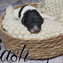 Cash (Grey tag) - Parti Poodle puppy in California from Musical Poodles
