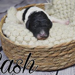 Cash (Grey tag) - Parti Poodle puppy in California from Musical Poodles