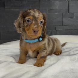 Spots - Dapple male Dachshund puppy in Goodyear, Arizona from AZ Royal Doxies llc