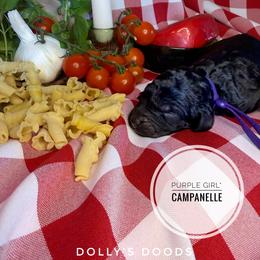Campanelle - Purple Girl - Black female Goldendoodle puppy in Harrisburg, Oregon from Dolly’s Doods