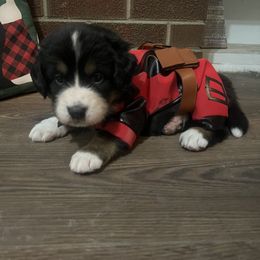 Bernese Mountain Dog Puppies from Bastian Mountain Dogs