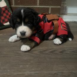 Bernese Mountain Dog Puppies from Bastian Mountain Dogs