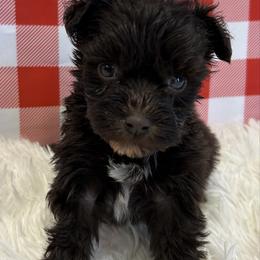 Liver Girl - Liver female Miniature Schnauzer puppy in Clover, South Carolina from Bobo’s Babies Kennels