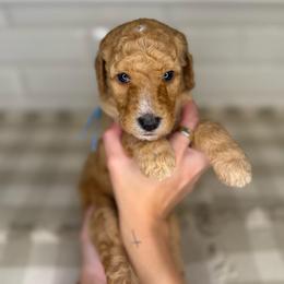 Iris - Apricot male Poodle puppy in Queen Creek, Arizona from Desert Dusted Poodles