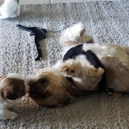 Tanner - Shih Tzu