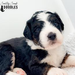 Ilia - Tri-color male Bernedoodle puppy in Tipton, Indiana from Country Creek Doodles