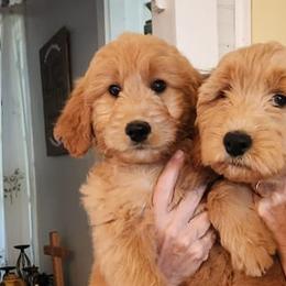 Bernedoodles and Goldendoodles from Shari's TN Doodles & More