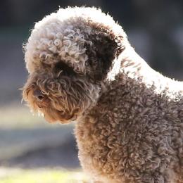 Portobello - Lagotto Romagnolo