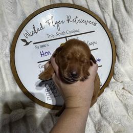 Hen - yellow collar - Yellow female Labrador Retriever puppy in Troy, South Carolina from Wicked Flyer Retrievers
