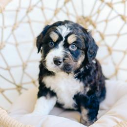 Rez - Black tri-color male Aussiedoodle puppy in Spanish Fork, Utah from K Brand Doodles