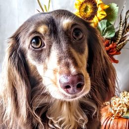 Maple  - Dachshund
