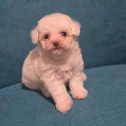Diva - White female Poodle puppy in Lawton, Oklahoma from My Precious Toy Poodles