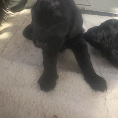 Boy 1 - Black male Flat-Coated Retriever puppy in Medina, Ohio from Dahlia Lane Border Collies and Exotic Flat Coated Retrievers