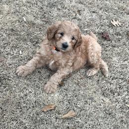 Prancer - Caramel cream male Labradoodle puppy in Monticello, Georgia from Daylin’s Doodles & Labradors