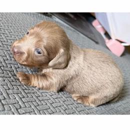 Mickey - Fawn (isabella) and cream male Dachshund puppy in Menifee, California from The Weenie Hut Doxies