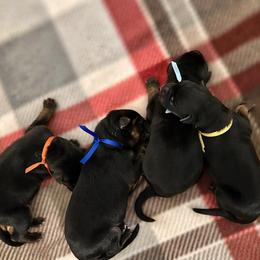 Blue Collar Male - CALYPSO - Black and red male German Shepherd puppy in Paso Robles, California from Central Coast German Shepherds