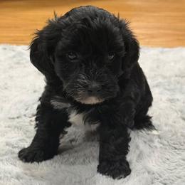 Disney - Black female Yorkipoo puppy in Lebanon, Kentucky from Mosaic Merle Doodles