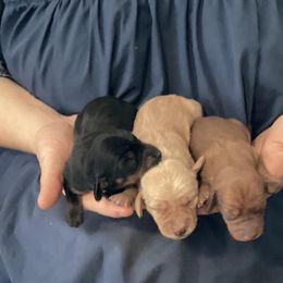 Dachshunds from Misty Hollow Cattery & Kennel