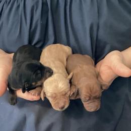 Dachshunds from Misty Hollow Cattery & Kennel
