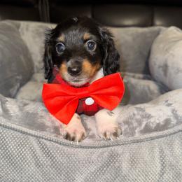 Snoopy AKC - Piebald male Dachshund puppy in Magnolia, Texas from J&R Macias Dachshunds