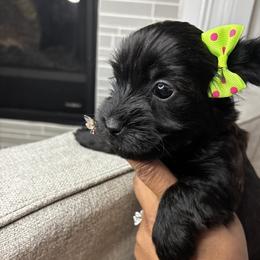 Yorkshire Terrier Puppies from Dee’s pretty puppies