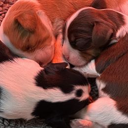 Cavalier King Charles Spaniels from Cavaliers of New Castle