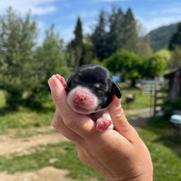Havarti - Piebald female Dachshund puppy in Rogue River, Oregon from Bear Feet Dachshunds