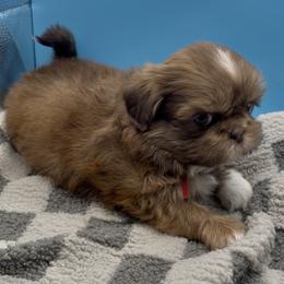 Jasper - Red Collar - Chocolate and tan male Shih Tzu puppy in Clarksburg, West Virginia from Pilgrim Shih tzu