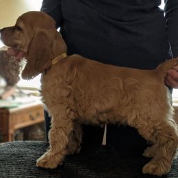 Cocker Spaniel Puppies from Jacobsen's Cockers