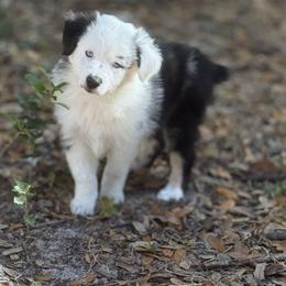 Miniature Australian Shepherd Puppies from Peace Creek Aussies