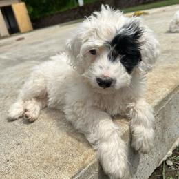 Ella - White female Portuguese Water Dog puppy in Battle Ground, Washington from Purely Opal