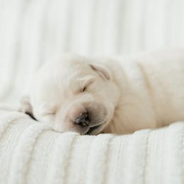 Yellow Girl - Yellow female Labrador Retriever puppy in Southington, Ohio from Ridgemere Retrievers