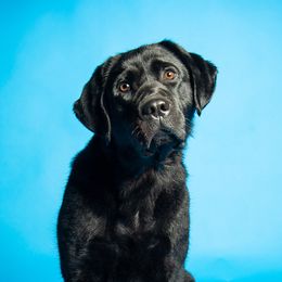 Labrador Retrievers from Nyx Labrador Retrievers