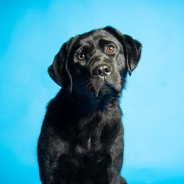 Labrador Retrievers from Nyx Labrador Retrievers