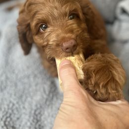 Cavapoos and Poodles from Red Paw Farm