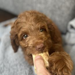 Cavapoos and Poodles from Red Paw Farm