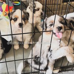 Miniature Australian Shepherd puppies from Storybook Den Mini Aussies