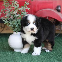 Blue - Black tri-color male Australian Shepherd puppy in Circleville, Utah from Canyon Creek Aussies
