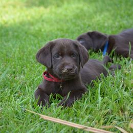 Labrador Retriever Puppies from Choice Chocolate Labs