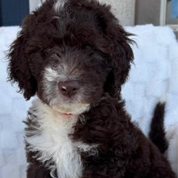 SOPHIA - Chocolate female Goldendoodle puppy in Maricopa, Arizona from AZ Designer Goldendoodles