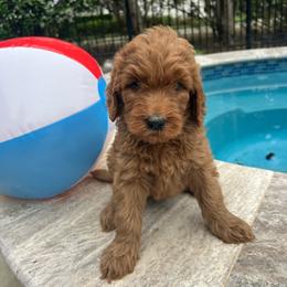Dark Purple - Red  female Goldendoodle puppy in Indian Trail, North Carolina from Castleberry Doodles and Poodles