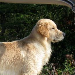 Golden Retrievers from Amy Krumenauer