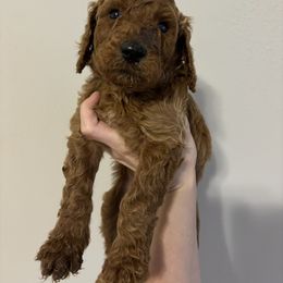 Poodle Puppies from Lady Mae's Standard Poodles