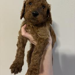 Poodle Puppies from Lady Mae's Standard Poodles