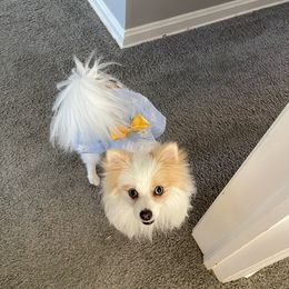 Pomeranian Puppies from ARC Kennels