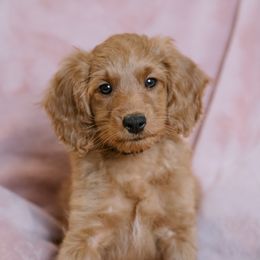 Goldendoodle and Poodle Puppies from Desert Born Kennel